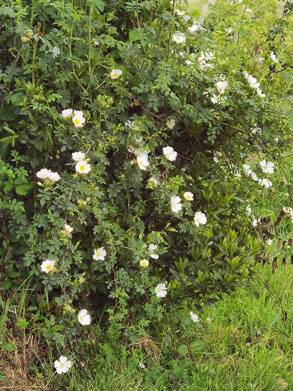 Rosa canina
